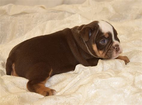 Dam (mom) is chocolate tri akc registered. Chocolate tri english bulldog puppy for sale