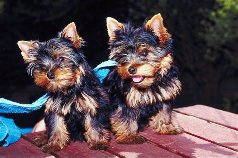 care  morkie puppies pets