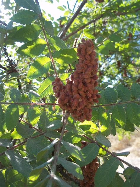 Edible plant parts has been aligned to the most current content standards for california public schools, including the common core and next generation science standards. Sumac Lemonade Recipe- A Sweet and Sour Foraged Drink- and ...
