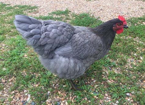 Unique Appearance And Friendly Temperament Of Sapphire Gem Chickens