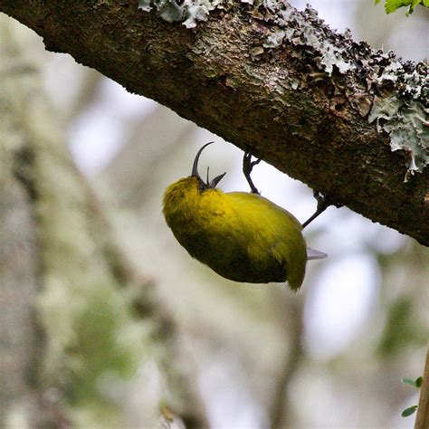 Hawaiʻi Birding Trails Akiapolaau