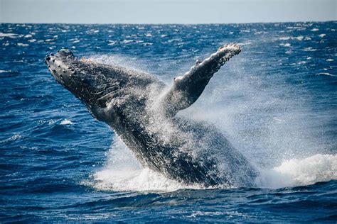 Whale Watching In Jervis Bay - Complete Guide & Review | Jonny Melon