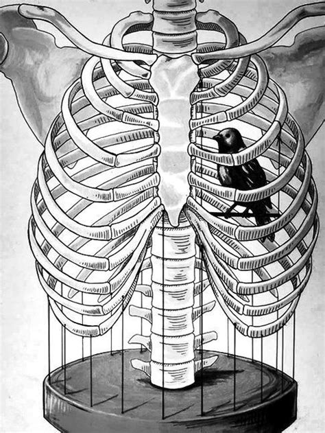 Rib cage anatomy watercolor this rib cage anatomy art print is a wonderful addition to any interior and will make a perfect v carefully printed to valentines gift heart trapped in a rib cage anatomy art | etsy. Obsessed with this. Now I just have to figure out where to ...
