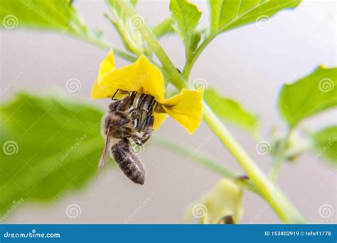 Honey Bee Covered With Yellow Pollen Drink Nectar Pollinating Yellow