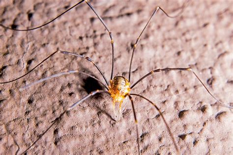 Are Daddy Long Legs Poisonous Household Pest Control
