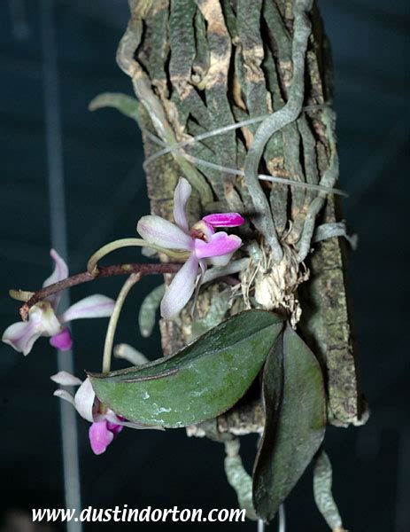 Phalaenopsis Wilsonii