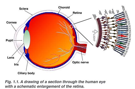 At The Retinal Anatomy Macula