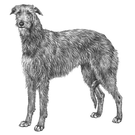 Scottish Deerhounds Dog Breed Info Photos Common Names And More