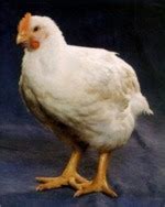 Explore a wide range of the best game hen on aliexpress to besides good quality brands, you'll also find plenty of discounts when you shop for game hen during. The Unlikely Gourmand: Cornish Game Hens 101