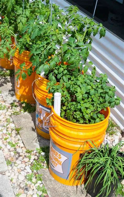 5 Gallon Self Watering Planter Tomato Container Gardening Growing