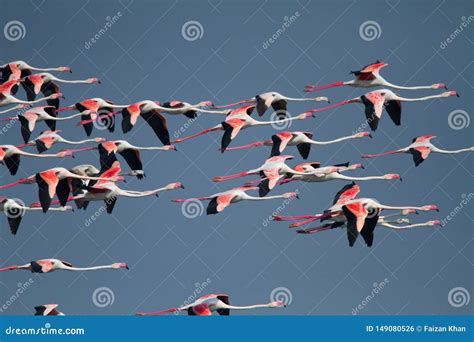Flying Group Of Flamingos Stock Photo Image Of Landscape 149080526