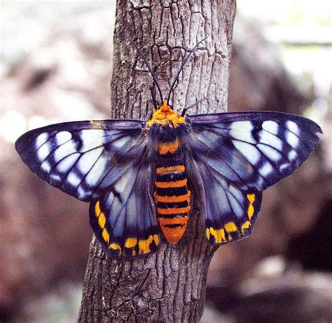Butterfly Chrysalis Butterfly Wings Butterfly Colors Butterfly