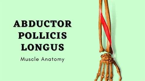 Abductor Pollicis Longus Muscle Anatomy Doctor Speaks Youtube