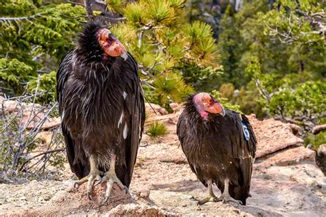 23 Fascinating Fun California Condor Facts You Never Knew Optics Mag