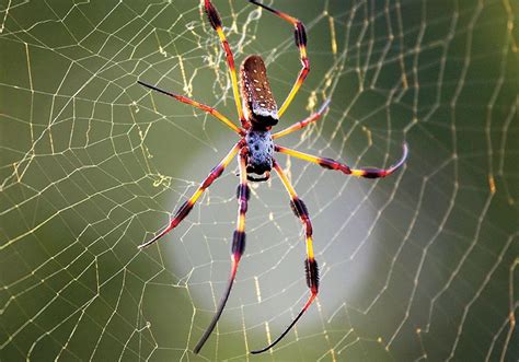 Spider Facts Primary Resource National Geographic Kids
