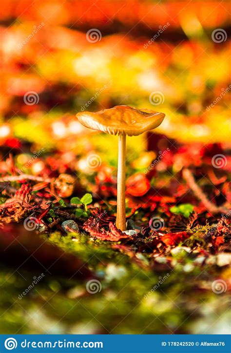 Fresh Mushroom In Amazing Golden Autumn Forest Autumn Collection Stock