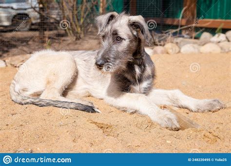 The Portrait Of A Puppy Of Breed The Irish Wolfhound Lying On Sand In
