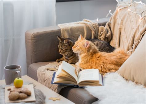 Cats Lying On A Sofa Jigsaw Puzzle In Animals Puzzles On