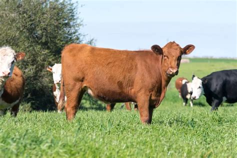 Water Belly In Cattle Causes Treatment And Prevention