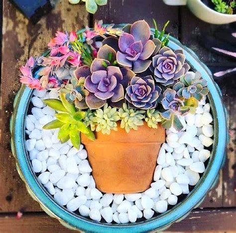 how to make an artistic succulent dish garden laptrinhx news