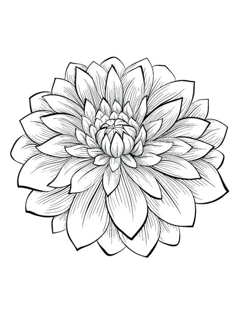 Flower hibiscus coloring page vector. Realistic Flowers Drawing at GetDrawings | Free download