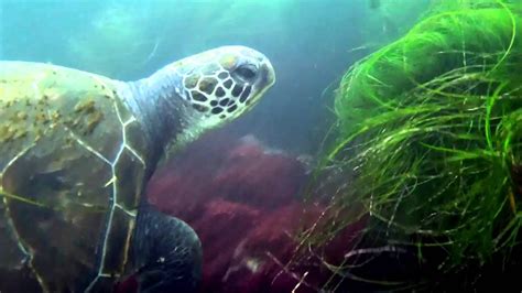 Green Sea Turtle In La Jolla Ca Youtube