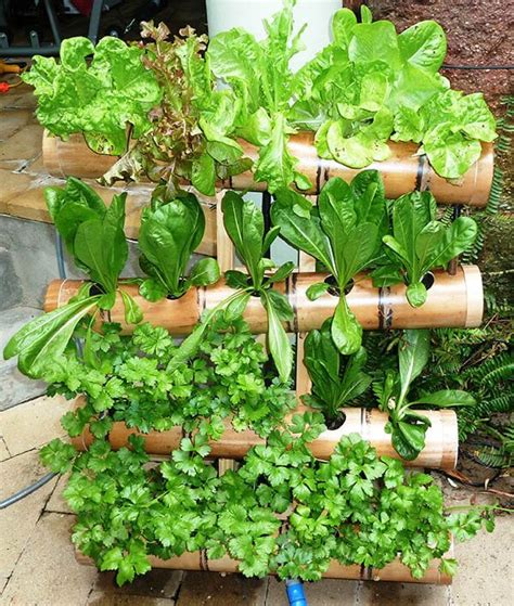 Dicas para a sua Horta: Conheça Plantas e Formas de ...