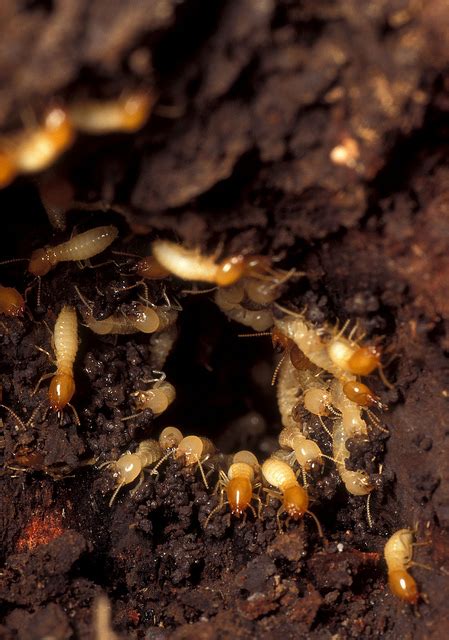 Termites Are Hungry And Your Home Is The Drive Thru Exterminator
