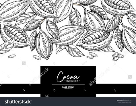 Cocoa Frame Vector Superfood Drawing Template Stock Vector Royalty