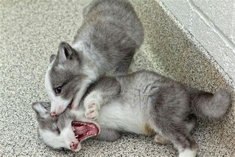 Baby Artic Marble Fox Fox Pups Cute Animals Funny Animals