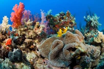 Ia kering sepenuhnya semasa air surut, menunjukkan sebuah lagun cetek. TERUMBU KARANG INDONESIA: TERUMBU KARANG