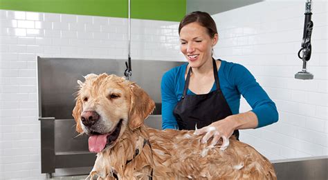 Best care's rehab team pairs exercise with therapeutic treatments to ease your pet's pain as well as correct dysfunction and increase mobility. Pet Grooming Near Me 34655 - Animal Care Center of Pasco ...