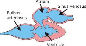 The superior chambers consist of the right atrium and left atrium (plural, atria: human biology - How did the cardiovascular system evolve ...