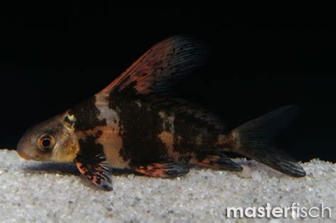 Hi Fin Doll Loach Myxocyprinus Asiaticus Masterfisch