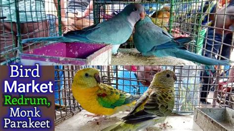 Kolkata Bird Market At Galiff Street Visit And Prices Of Birds Monk