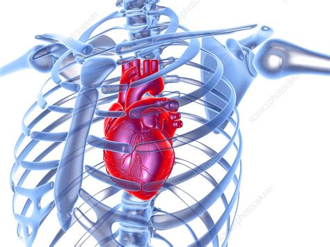 Heart Computer Artwork Stock Image F0013471 Science Photo Library