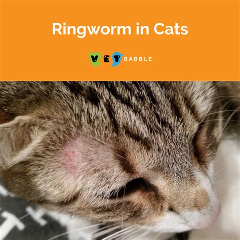 What Does Ringworm Look Like On A Cat What Does