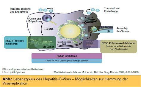 Durch die enge verknüpfung der viren mit ihrer wirtszelle ist eine selektivität der medikamente nicht immer möglich, sodass es zu ausgeprägten nebenwirkungen für den menschen kommen kann. Interferonfreie Therapie der chronischen Hepatitis C ...