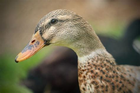 5 Brown Duck Breeds With Pictures Pet Keen