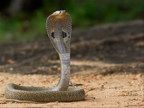 9 Most Dangerous Snakes In India Machax