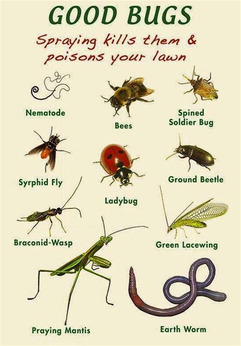 A pesticide kills 99.9% of a pest population. Pin by kc kong on Garden - soil | Garden insects, Garden ...
