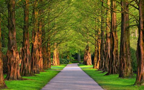 Wallpaper Of Park Path Tree Background And Hd Image Tree Background