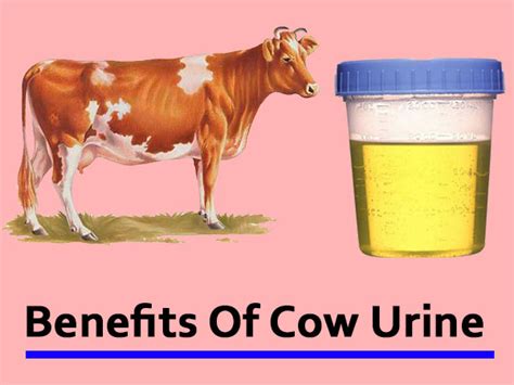 11 Benefits Of Cow Urine A Study Based Approach