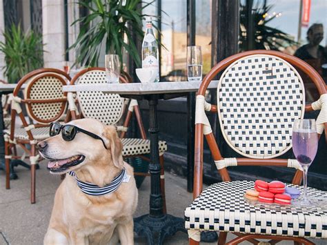 Be a forever home for a cat. The 15 Best Dog Friendly Restaurants & Bars Near Me - Maps ...