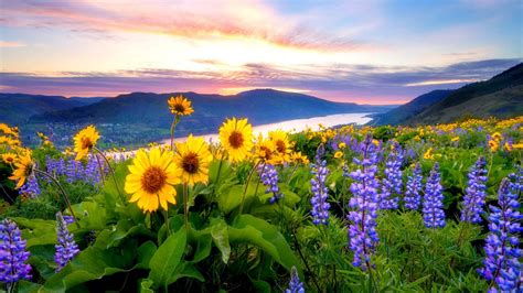 Spring Flowers Mountain Lake Hills 1920x1080 Wallpaper