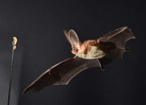 Winging It How Do Bats Out Maneuver Their Prey