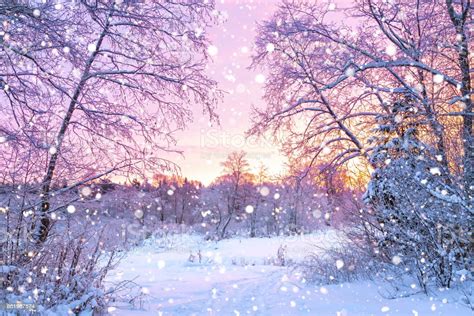 Winter Night Landscape With Sunset In Forest Stock Photo Download