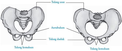 Check spelling or type a new query. Tulang Anggota Gerak Bawah