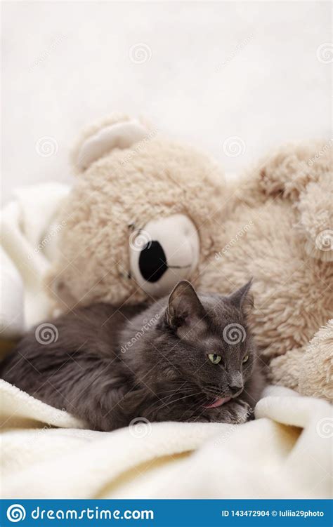 Beautiful Gray Fluffy Cat Sleeping On The Couch Stock