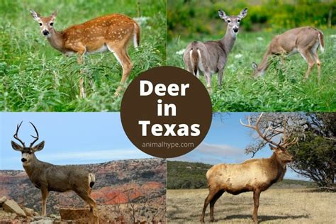 5 Types Of Deer In Texas Animal Hype